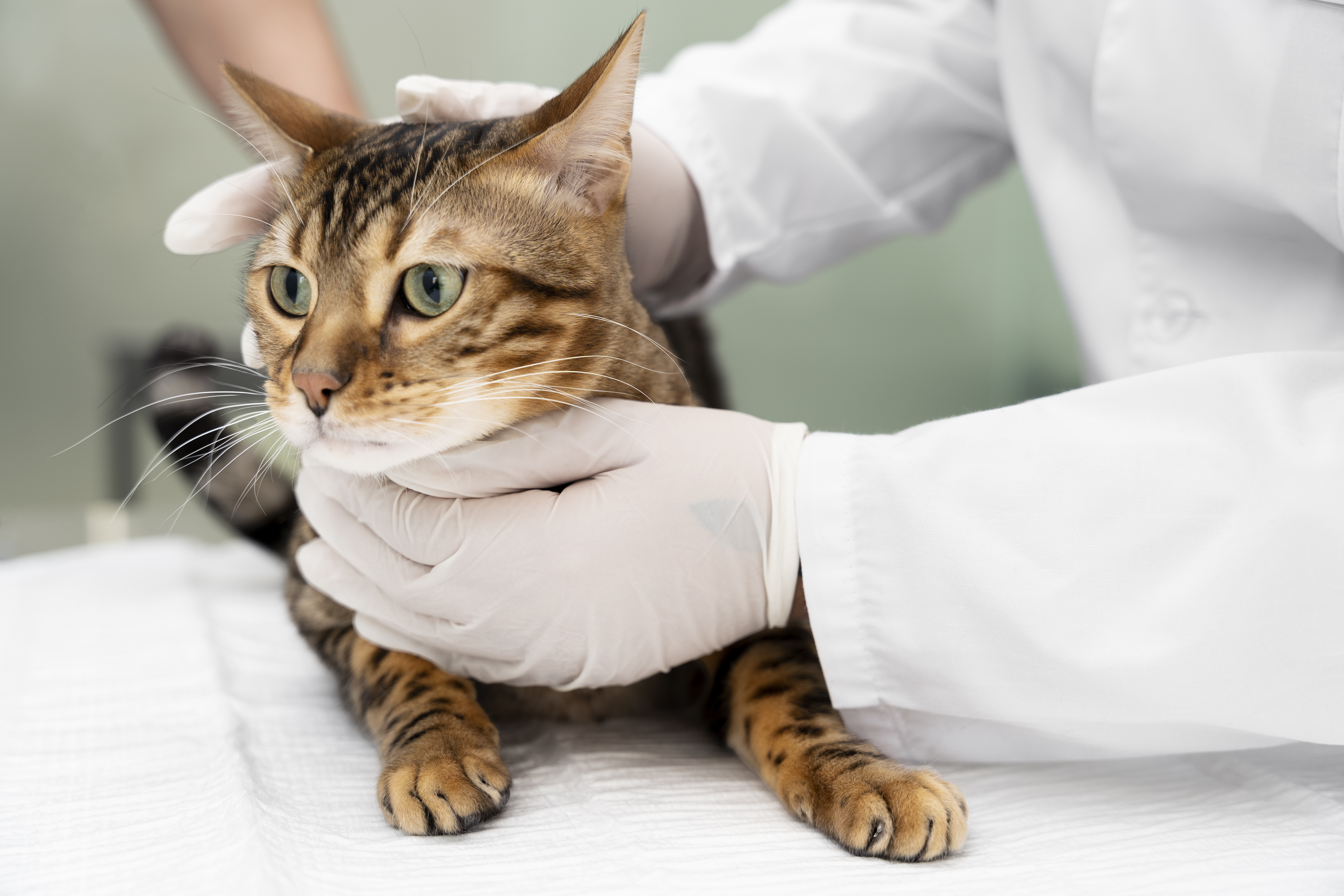 FIP in cats