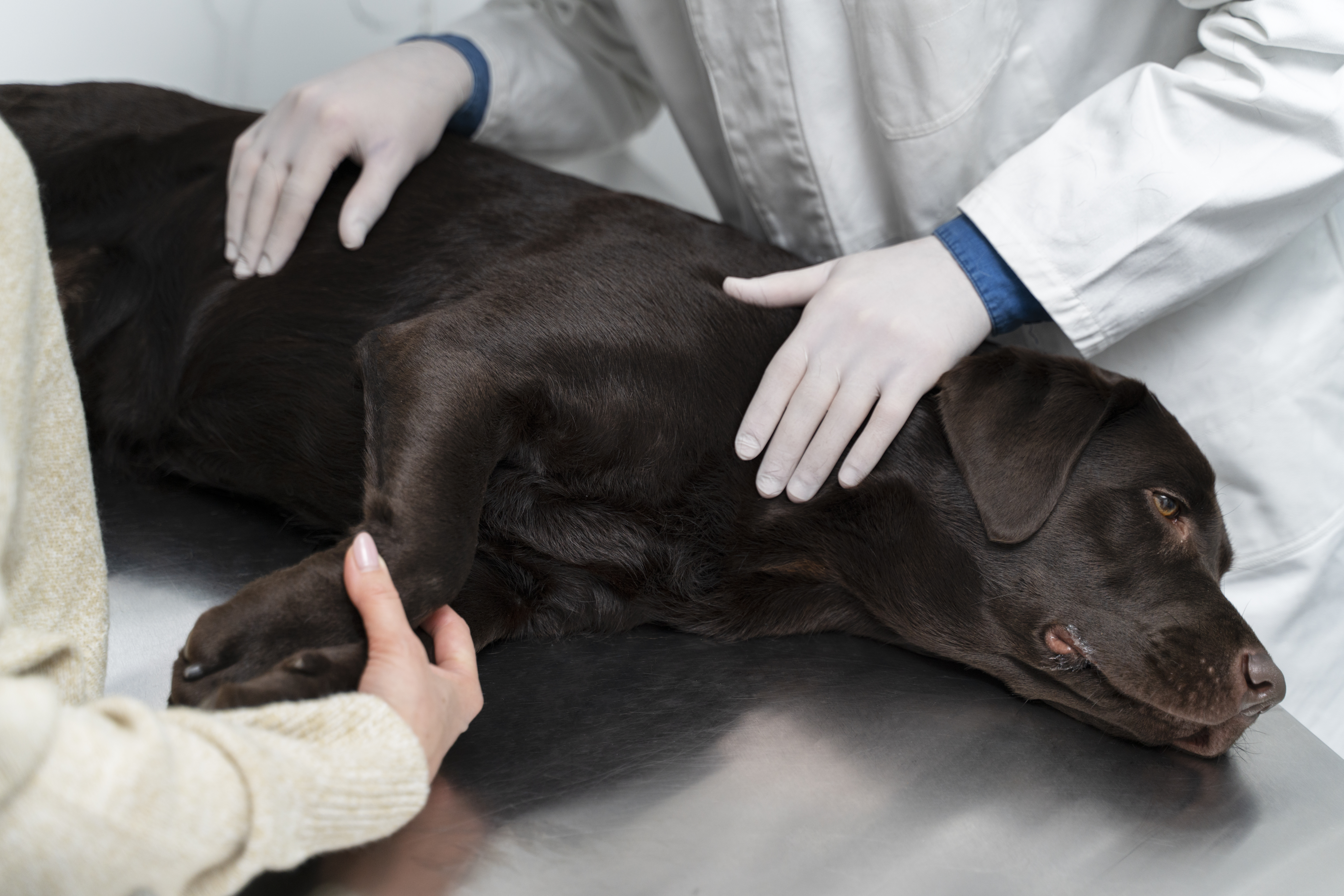 Whelptin in Dogs