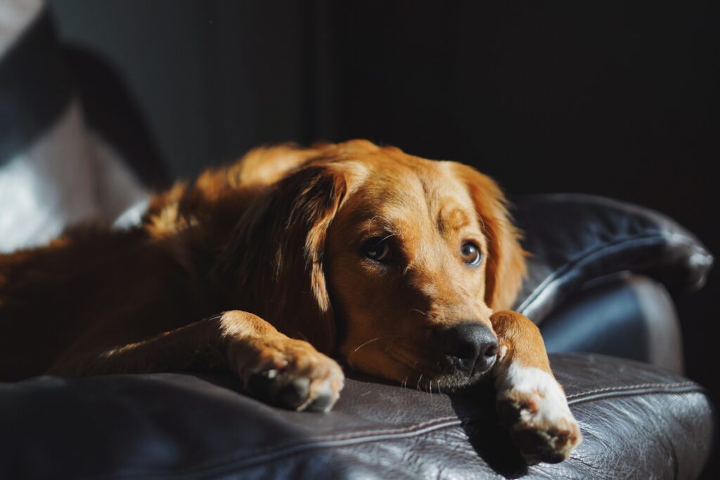 Dog in depression