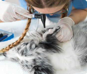ear examination