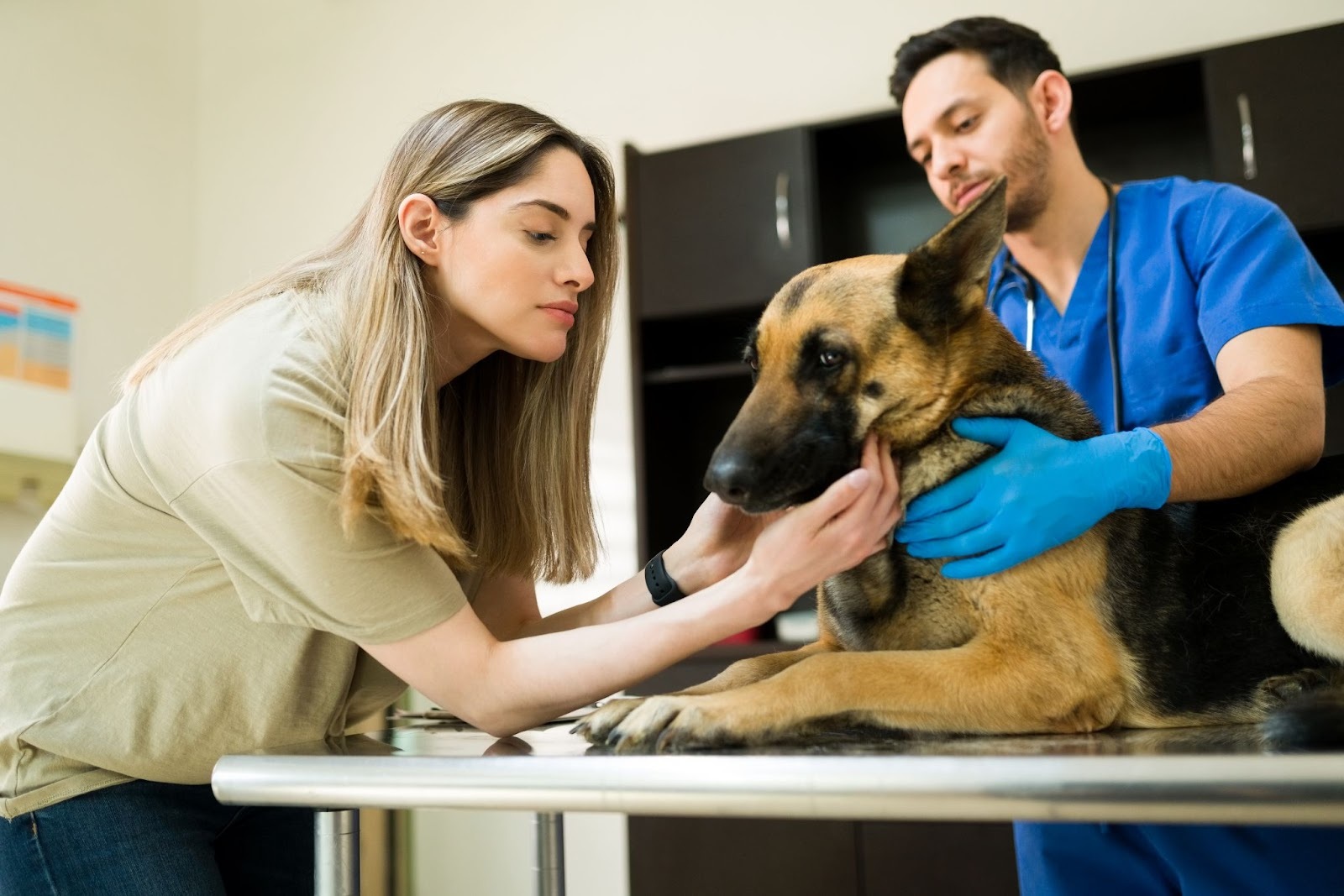 expert veterinary consultation