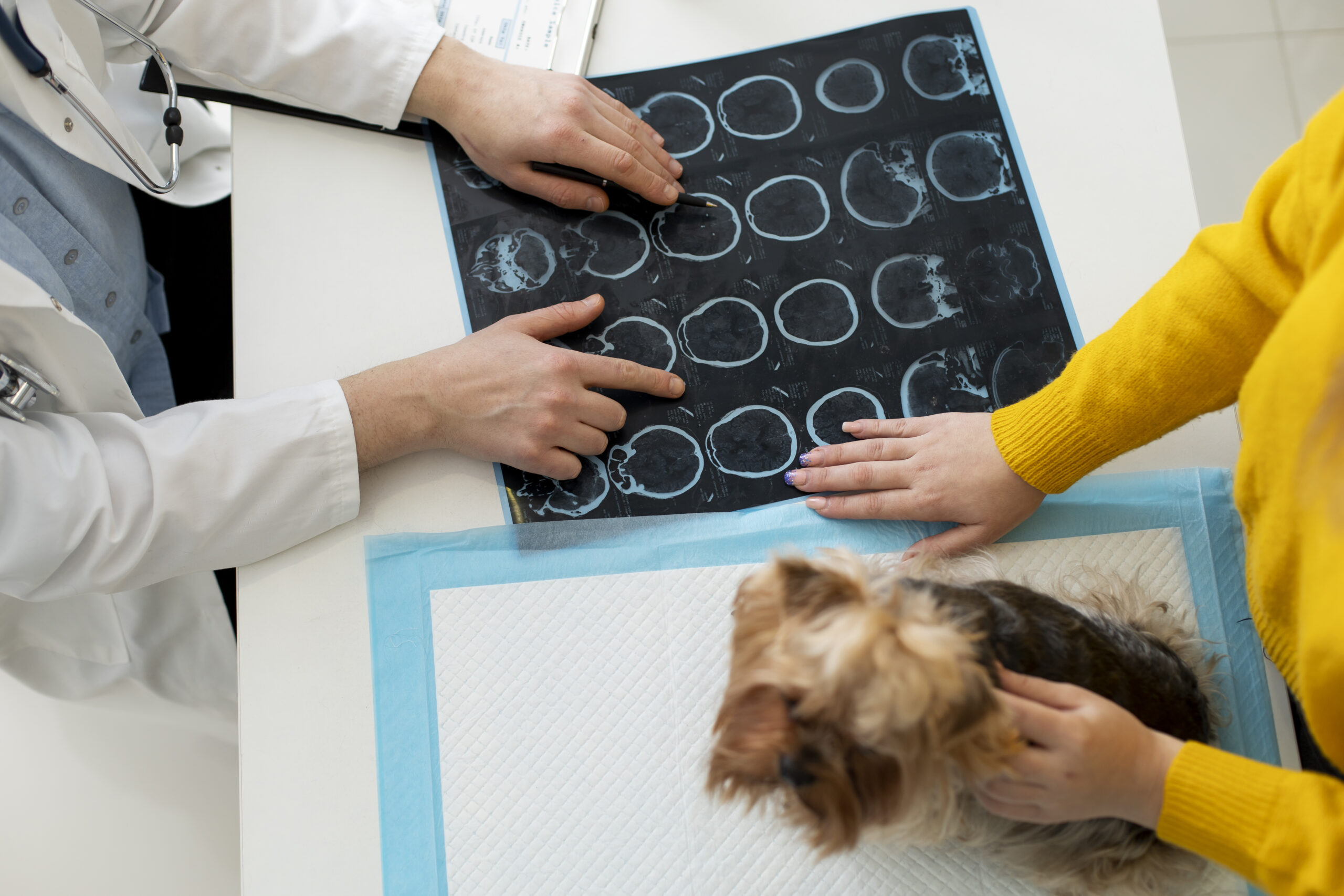 X ray for pets