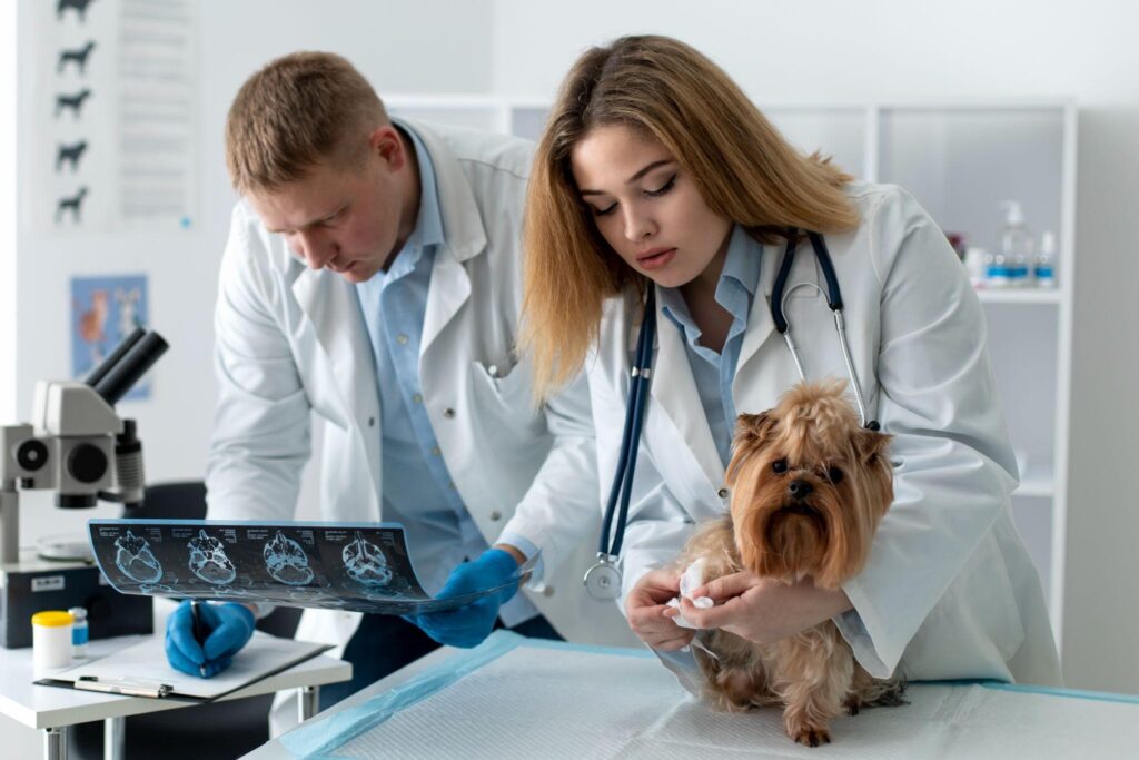 pet imaging