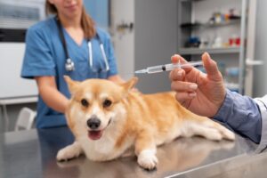 Pet Behaviour Counselling