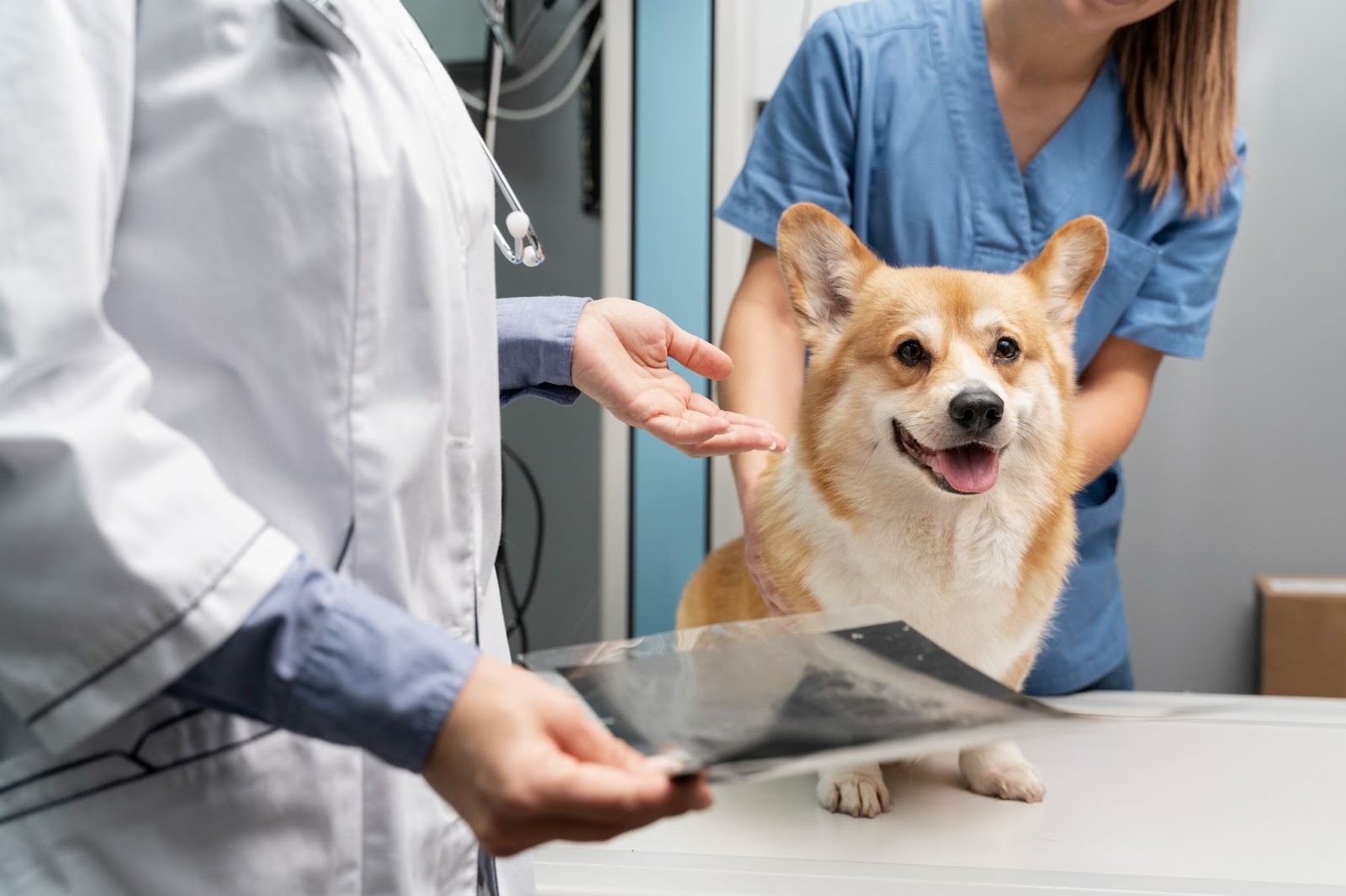 pet x-ray