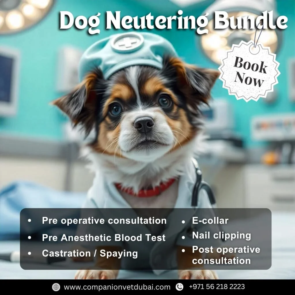 Companion Veterinary Clinic Dubai