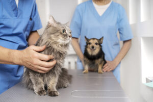 Pet Grooming
