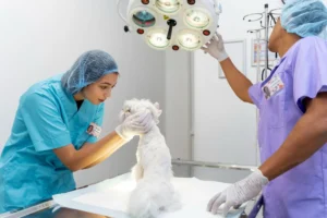Surgery