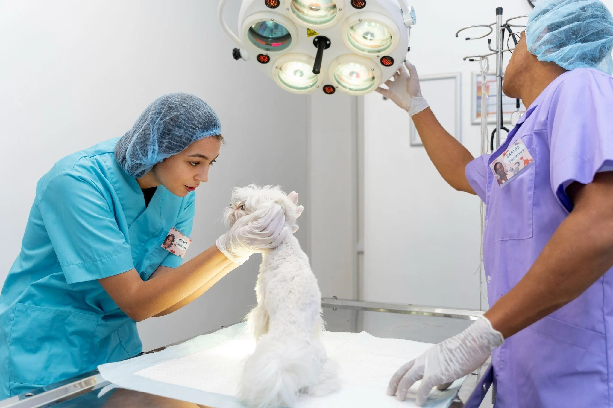 Veterinary Surgery Clinic in Dubai
