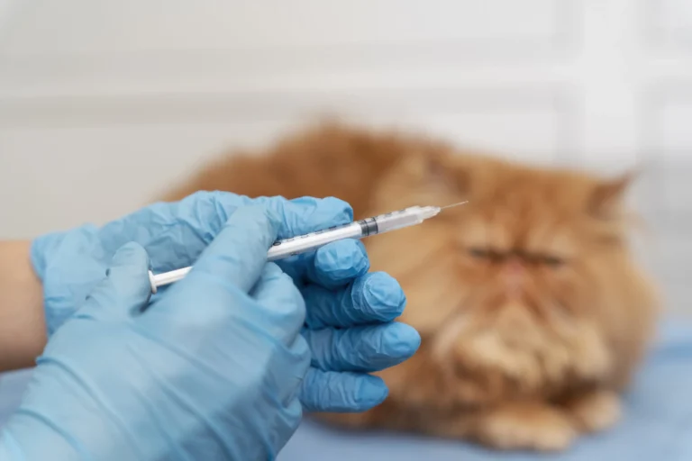 Companion Veterinary Clinic Dubai