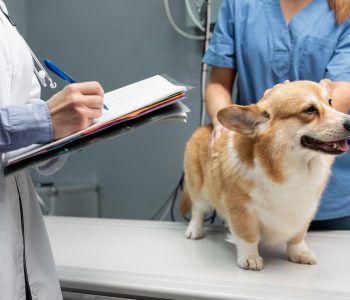 Microchipping During Vaccine Visits