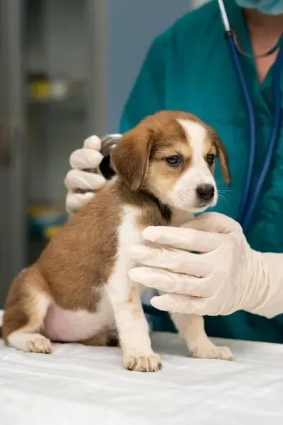 Companion Vetrinary Clinic Dubai