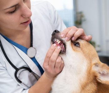 dental