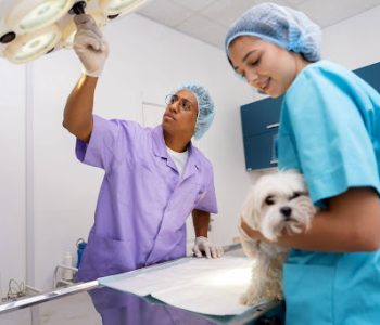 spay